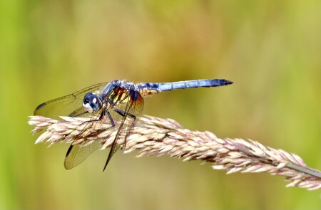 Dragonfly 