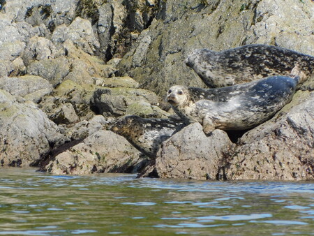 Lounging seals 
