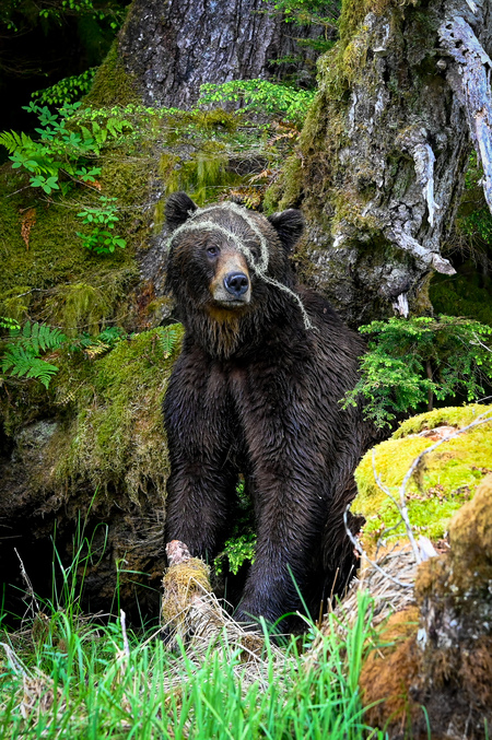 Grizzly bear back scratch