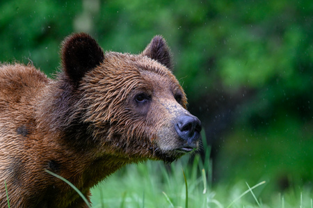 Grizzly in rain 