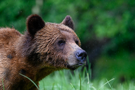 Grizzly in rain 