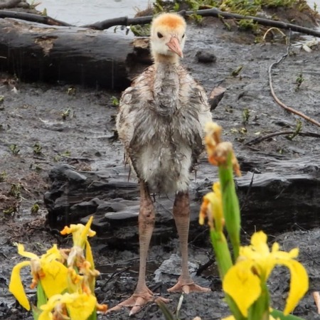 Sandhill Crane Baby!