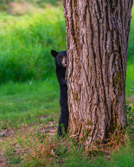 Bear Cub Peeking