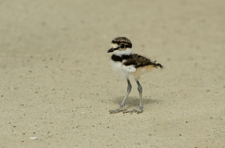 Killdeer Chick