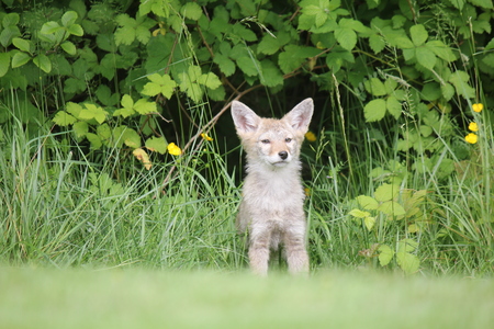 Curious Coyote Pup