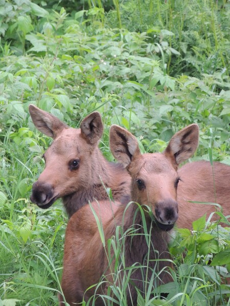 Baby Moose