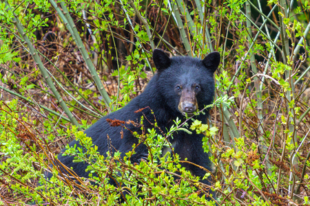Black bear enjoying a summer salad