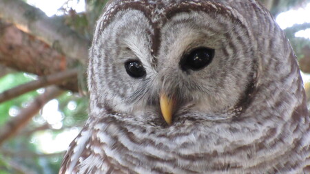 Barred Owl