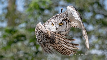 Great Horned Owl 