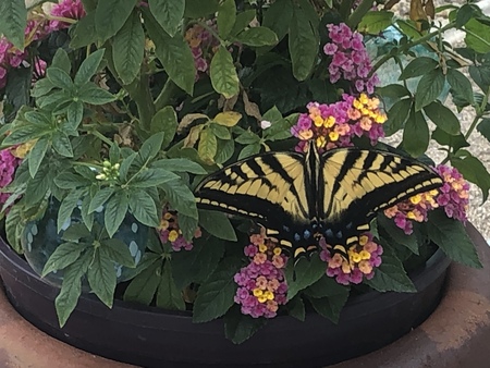 Swallowtail