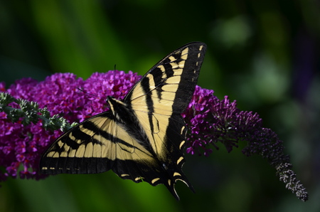 Tiger Swallowtail on butterfly plant