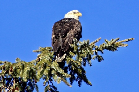 Bald Eagle photo taken in Beach Grove Park, Delta, BC.