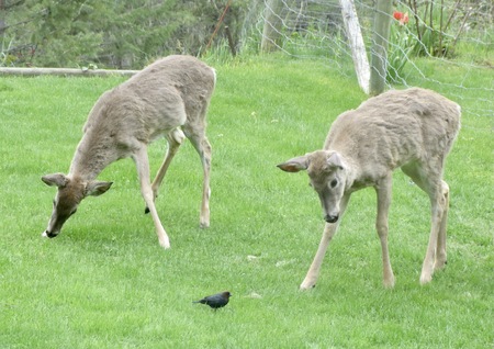 Young deer meet a cowbird