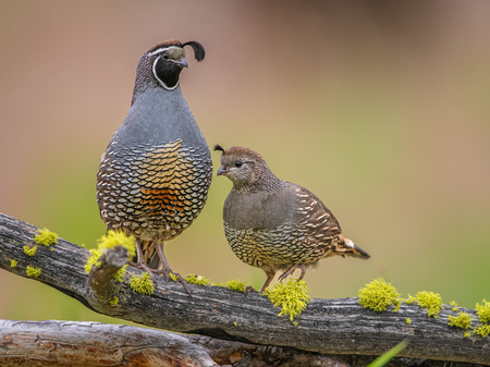 Quail Couple Chillin