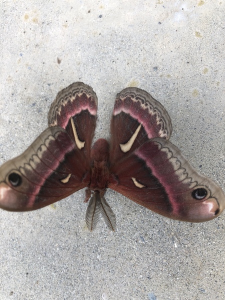 Rare moth 