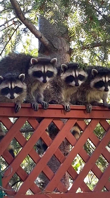 4 curious raccoons