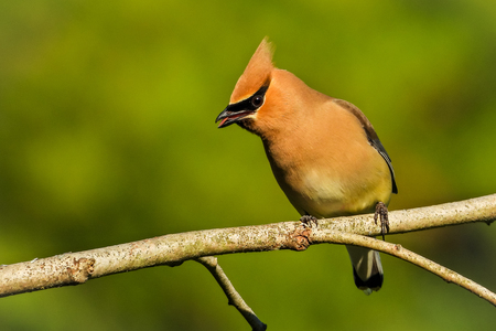 Cedar Waxwing in Stanley Park