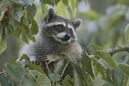 Daydreaming Raccoon