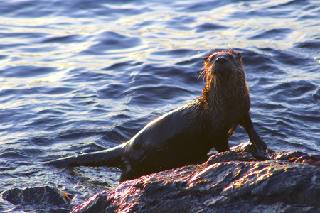 The Curious Otter