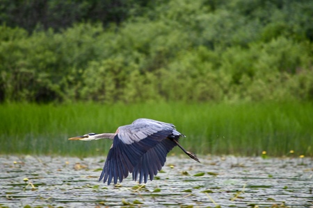 Great Blue Heron in Flight