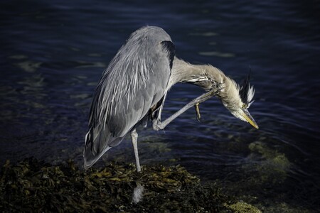 Heron Scratches an itch