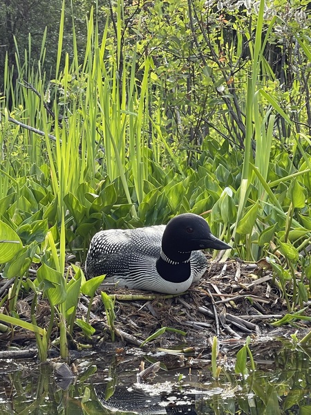 Nesting Loon