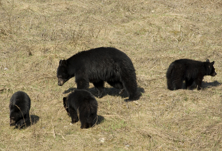 Mom and Triplets