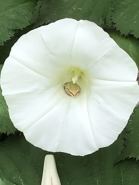 Morning Glory visitor