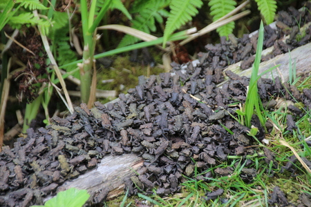 Tons of toadlets