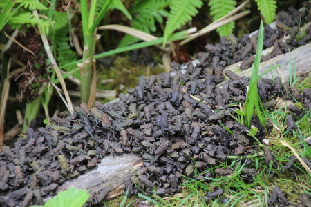 Tons of toadlets
