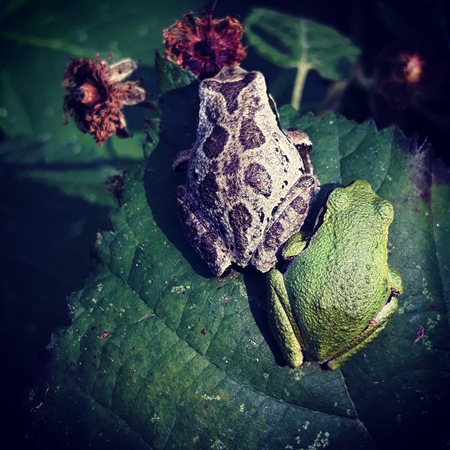 Buddies (Pacific Tree Frogs )