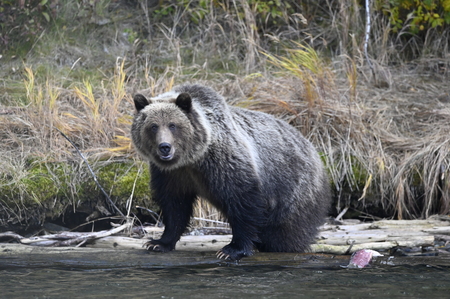 Chilko bear 