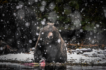 Baby bear in snow