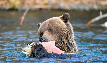 Salmon buffet 