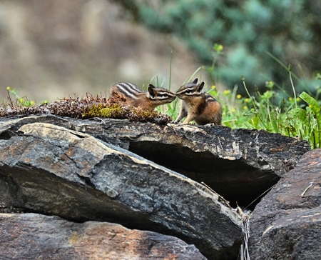 Nose to Nose