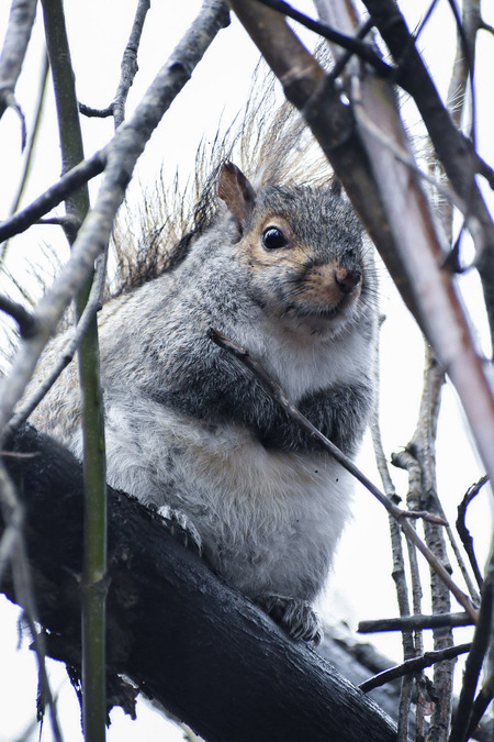 Cozy squirrel keeping his hands warm