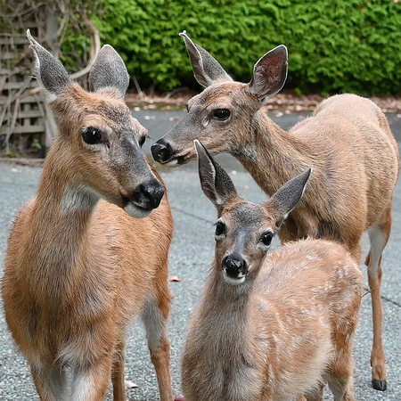 Deer Family Portrait