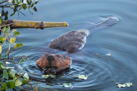 Beaver