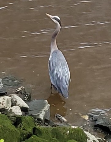 Heron at shore of river