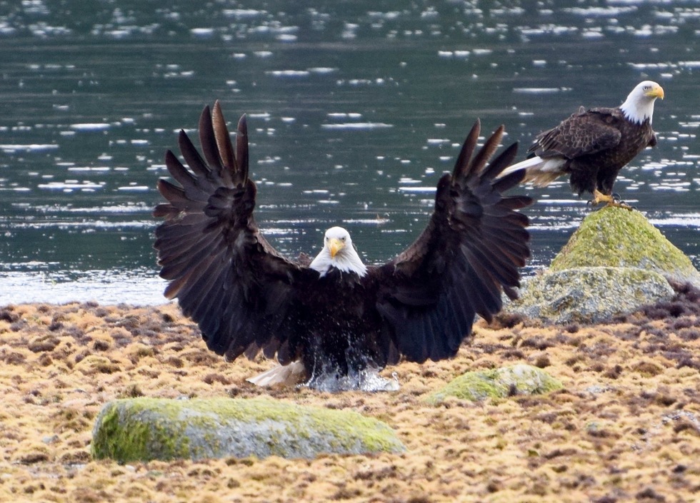 Vote for Spread Eagle WildlifeinFocus