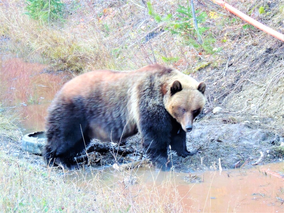 Vote for Pink Grizzly WildlifeinFocus