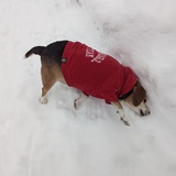 Entry image for Scrappy