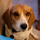 Entry image for June Bug