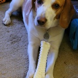 Entry image for Polly