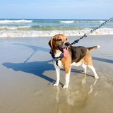 Entry image for Charlie