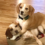 Entry image for Barkley & Cooper (TBR Joker & Snoop Dogg)