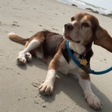 Entry image for Sulley