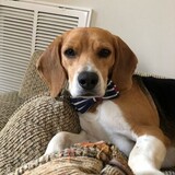 Entry image for Casper