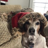 Entry image for Ozzy (TBR Kevin)