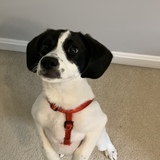 Entry image for Snoopy